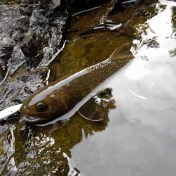 渓流ミノーイング ～九頭竜川水系～